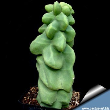 2281 cactus-art Cactus Art