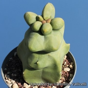 5849 valentino Valentino Vallicelli