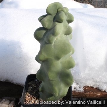 15302 valentino Valentino Vallicelli