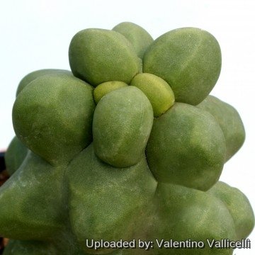 2274 valentino Valentino Vallicelli