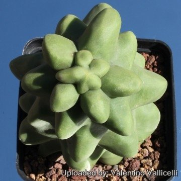 2275 valentino Valentino Vallicelli