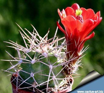 14103 cactus-art Cactus Art