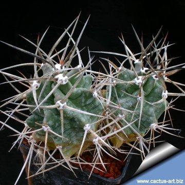 14104 cactus-art Cactus Art