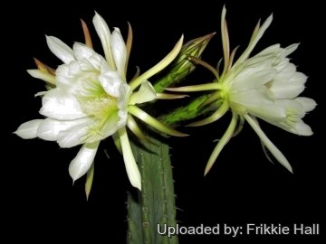 26865 frikkie Frikkie Hall