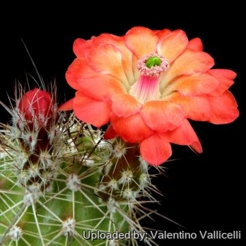 3985 valentino Valentino Vallicelli