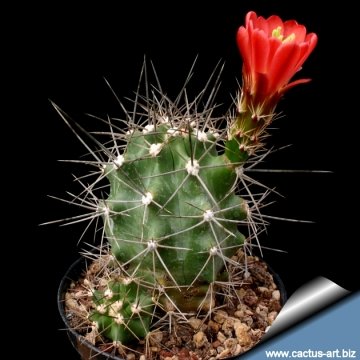 3990 cactus-art Cactus Art