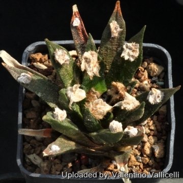 16260 valentino Valentino Vallicelli