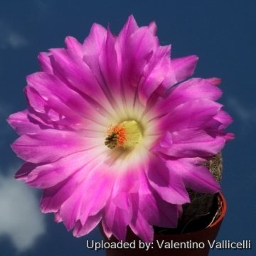 16384 valentino Valentino Vallicelli