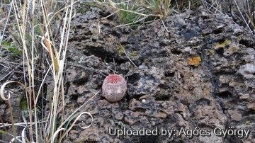 26744 agocs Agócs György