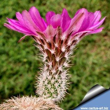 14158 cactus-art Cactus Art