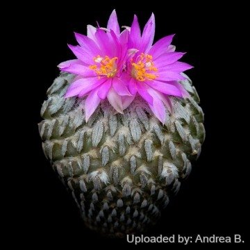 2514 andrea Andrea B.