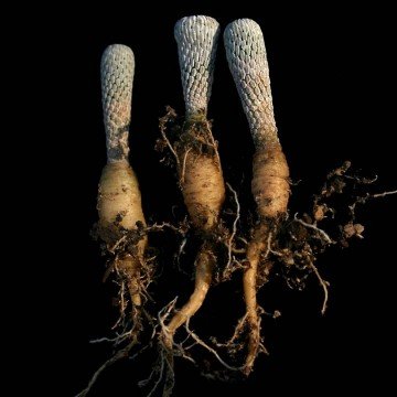 2520 cactus-art Cactus Art