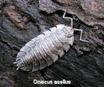 2525 cactus-art Cactus Art