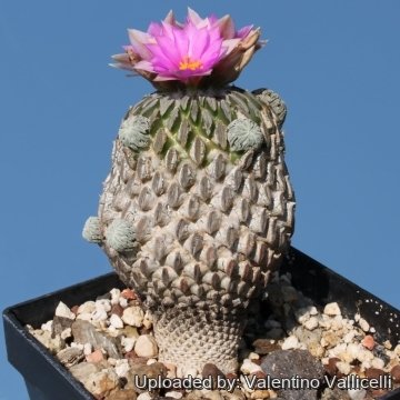 7085 valentino Valentino Vallicelli