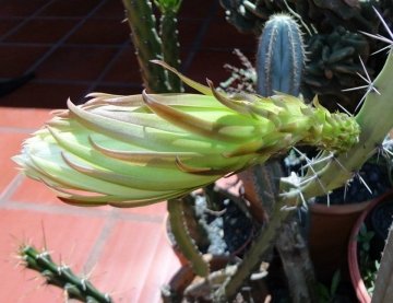 27336 alexander Alexander Arzberger