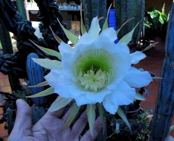 27339 alexander Alexander Arzberger