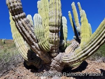 30153 RapCactus Raimondo Paladini