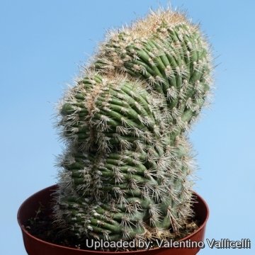 16411 valentino Valentino Vallicelli