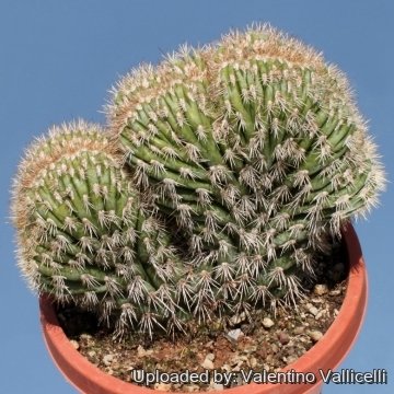 8390 valentino Valentino Vallicelli