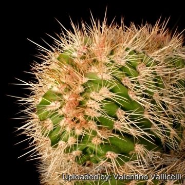 8391 valentino Valentino Vallicelli