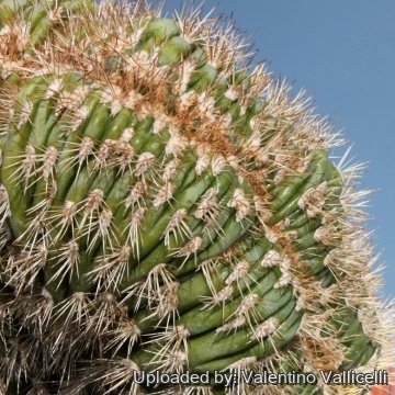 8392 valentino Valentino Vallicelli