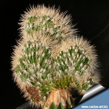 8393 cactus-art Cactus Art