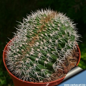 8394 cactus-art Cactus Art