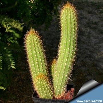 7465 cactus-art Cactus Art