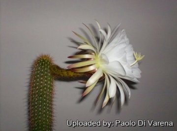 26054 paolo Paolo Di Varena