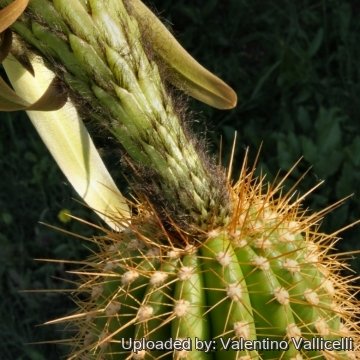 7460 valentino Valentino Vallicelli