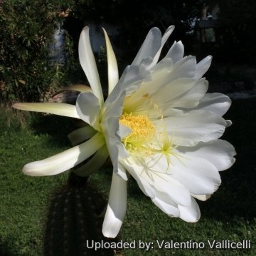 7462 valentino Valentino Vallicelli