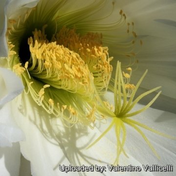 7463 valentino Valentino Vallicelli