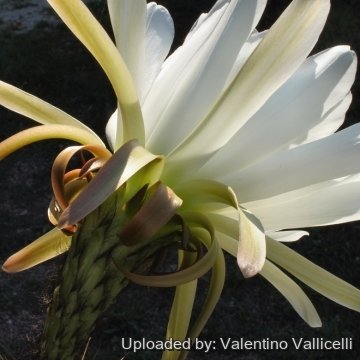 7464 valentino Valentino Vallicelli