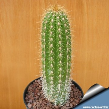 7467 cactus-art Cactus Art