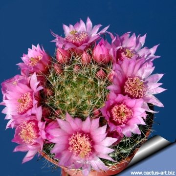11915 cactus-art Cactus Art