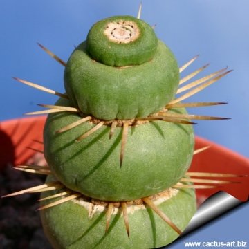 13471 cactus-art Cactus Art