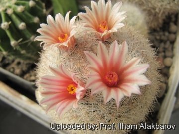 18703 Ilham Prof. Ilham Alakbarov