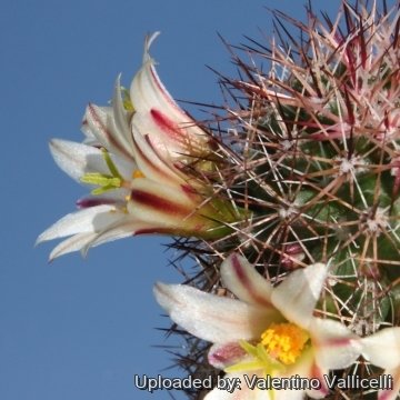 12207 valentino Valentino Vallicelli