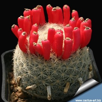12124 cactus-art Cactus Art