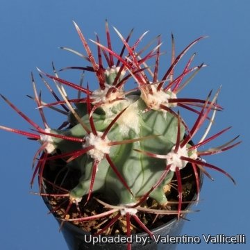 14440 valentino Valentino Vallicelli