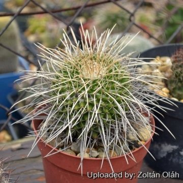 24036 zoltan Zoltán Oláh