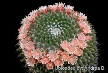 2637 andrea Andrea B.