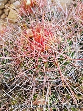 30006 RapCactus Raimondo Paladini