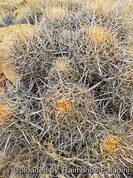 30007 RapCactus Raimondo Paladini