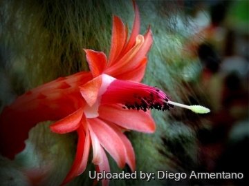 26381 diegoe Diego Armentano