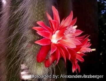 27554 alexander Alexander Arzberger