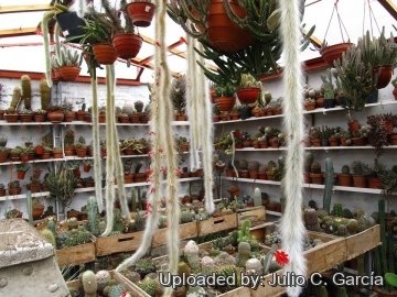 19987 julio Julio C. García 