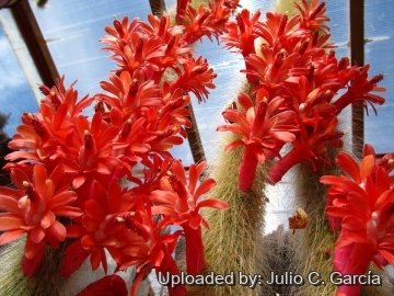 20166 julio Julio C. García 