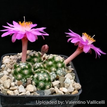 12016 valentino Valentino Vallicelli