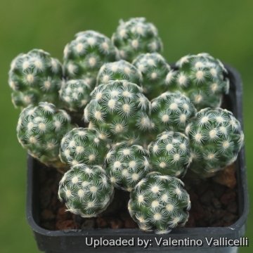 16971 valentino Valentino Vallicelli